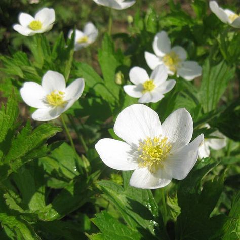 Shade Loving And Deer Resistant - What's Not To Love About Anemones? Lawn Alternative, American Meadows, Deer Resistant Plants, Garden Border, Buy Seeds, Garden Solutions, Perennial Flowers, Bees And Butterflies, Spring Flowering Bulbs