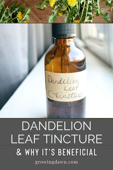 Dandelion leaves are nourishing in the sense that they contain high amounts of vitamins A, B, and C. They are also a good source of calcium, phosphorus, and iron. Consuming them can aid in detoxifying the body. Learn how to make tincture along with other ways to enjoy the benefits of dandelion leaf! Dandelion Tincture, Medicinal Herbs Remedies, Dandelion Leaf, Herb Tinctures, Dandelion Benefits, Tinctures Recipes, Natural Medicine Cabinet, Herbal Medicine Recipes, Medicinal Herbs Garden