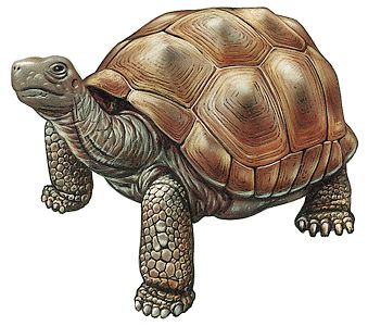 Land Turtles, or Tortoises - HowStuffWorks Tortoise Drawing, Tortoise Tattoo, Land Turtles, Desert Tortoise, Sulcata Tortoise, Turtle Sculpture, Tortoise Turtle, Turtle Tattoo, Turtle Painting