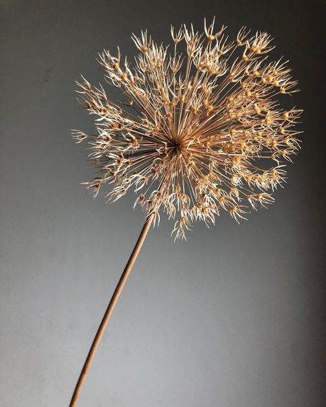 Allium Arrangement, Allium Flowers, Floral Studio, Botany, Spray Paint, Dandelion, Tattoo Ideas, Spray, Paint