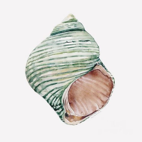 Watercolor Shells, Sea Life Wall Art, Shells Art, Bible Wall Decals, Art Coquillage, Painted Shells, Beach Wall Decor, Removable Wall Decals, Seashell Art