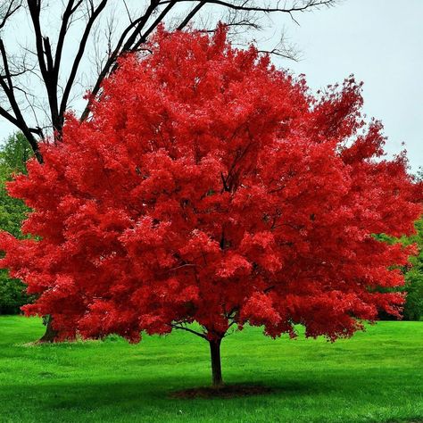 PRICES MAY VARY. YARD OR LANDSCAPING TREE: Stunning Red Maple leaves make this a landscape or garden tree favorite. Hardy and attractive tree that is great for landscaping and shade. EASY TO GROW: These seedlings arrive ready to plant. MADE IN USA: Buy with confidence you are getting quality plants from CZ Grain. Red maples are fast-growing trees that usually reach 60 to 90 feet (18 to 27 meters) in height. The largest ones can grow more than 120 feet (36.5 meters) tall. Red maples are native to Chinese Pistache Tree, Red Sunset Maple, Acer Rubrum, Red Maple Tree, Growing Trees, Landscaping Trees, Tree Seedlings, Maple Trees, Door Decorating