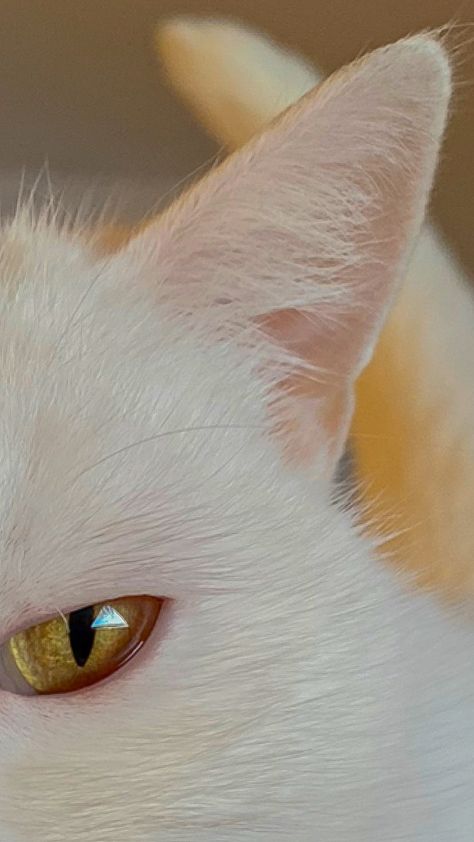 Cat Aesthetic White, White Cat With Yellow Eyes, White Cat Aesthetic, Two Colored Eyes, Big Eye Cat, White Cat Breeds, Yellow Aesthetic Pastel, White Eyelashes, Cat Glasses