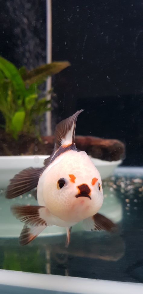 Puffy Goldfish, Fat Goldfish, Pretty Goldfish, Ranchu Fish, Cuddle Fish, Interesting Fish, Goldfish Tank, Fish Ideas, Unique Fish