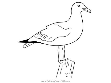 Seagull Standing On Log Coloring Page Seagull Coloring Page, Seagull Outline, Draw Birds, Homeschool Preschool Activities, Outline Drawings, Homeschool Preschool, Bird Drawings, Scroll Saw, Finger Tattoos