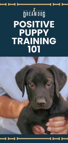 Puppy Training Guide, Puppy Starter Kit, Puppy Obedience Training, Crate Training Puppy, Positive Dog Training, Puppy Proofing, Basic Dog Training, Hidden Potential, Potty Training Tips