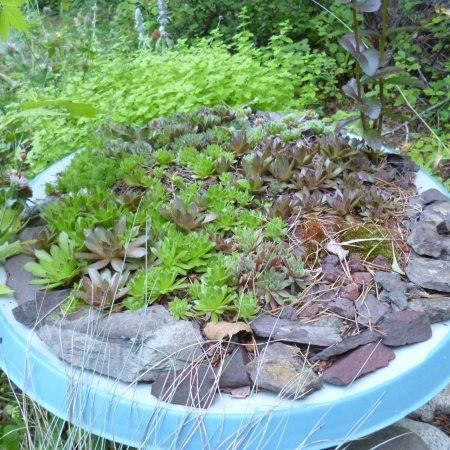 {Gorgeous Satellite Dish Planter!} Succulent Containers, Recycle Projects, Junk Garden, Garden Succulents, Garden Frogs, Door Crafts, Modern Plant Stand, Garden Basket, Satellite Dish