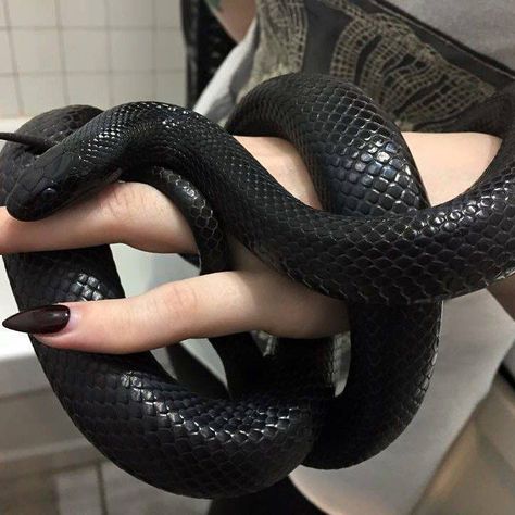 #Snakey: cyberrghetto:  cyberspace princess Walburga Black, Stile Harry Potter, Pretty Snakes, Cute Reptiles, Cute Snake, Beautiful Snakes, Pet Snake, Slytherin Aesthetic, Riot Grrrl