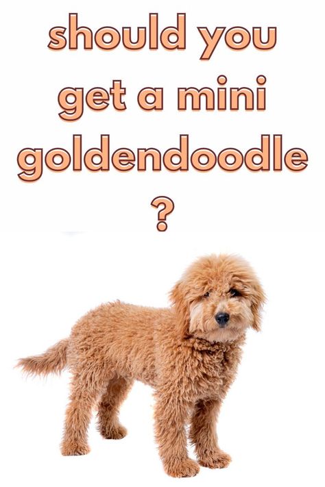 Mini Goldendoodle Full Grown, Petite Goldendoodle, Goldendoodle Full Grown, Miniature Goldendoodle, Mini Golden Doodle, Goldendoodle Haircuts, Golden Doodle Puppy, Mini Goldendoodle Puppy, Cute Corgi Puppy