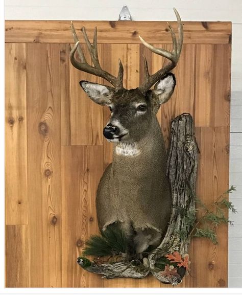 Different Deer Mounts, Whitetail Deer Mounts Taxidermy, Deer Head Mounts Ideas, Whitetail Deer Mounts, Deer Wall Mount Ideas, Deer Taxidermy Mounts, Deer Mounts Ideas, Taxidermy Deer Mounts, Cool Deer Mounts