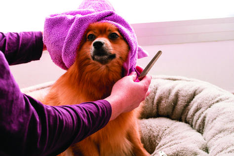 Regular grooming keeps your pet looking and feeling healthy. Use these tips to create a proper grooming routine. 🐕🛁 Dog Walking Services, Dog Spa, Dog Grooming Salons, Dog Grooming Tips, National Pet Day, Dog Cuts, Pet Wellness, Dog Bath, Pet Day