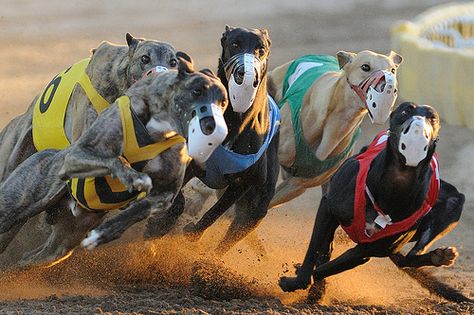 Racing greyhounds Greyhound Racing, A Dog's Tale, Greyhound Adoption, Greyhounds Racing, Apache Junction, Greyhound Art, Glendale Az, Irish Wolfhound, Dog Items