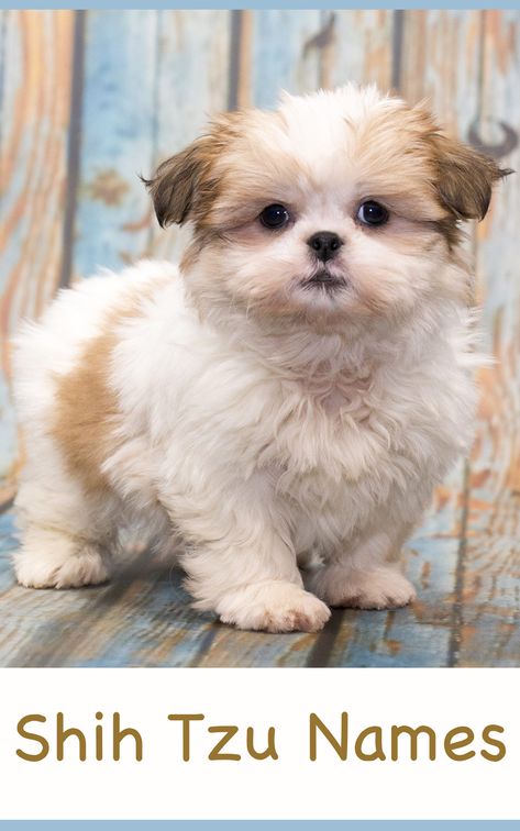 cutest shi tzu puppy Shih Tzu Names, Perro Shih Tzu, Chien Shih Tzu, Shitzu Dogs, Shitzu Puppies, Cute Names For Dogs, Riff Raff, Puppy Names, Shih Tzu Puppy