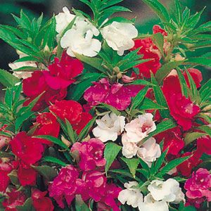 Balsam (Impatiens balsamina) Blooms Mid-spring to first frost. Shades of pink, red, purple, and white. *Annual Impatiens Balsamina, Balcony Plants, Language Of Flowers, Organic Seeds, Annual Plants, Plant Needs, Flower Seeds, Growing Plants, Non Gmo