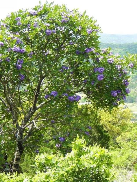 Xeriscape Plants, Texas Mountain Laurel, Texas Landscaping, Garden Front Of House, Texas Plants, Texas Garden, Laurel Tree, Only In Texas, Spring Fragrances