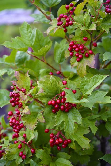 Red viburnum berries on a green bush. Viburnum opulus. Autumn berries on a bush stock photography Viburnum Berries, Autumn Berries, Viburnum Opulus, Medicinal Garden, Photography Autumn, Leaf Images, Stock Photography, Photo Image, Motion