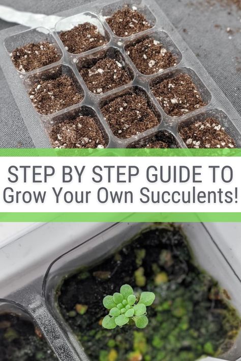 This post will teach you how to grow succulents from seeds! With some patience, it's a great and relatively easy way to get a lot of succulents for cheap. Growing Succulents From Seed, Gardening Knowledge, Propagate Succulents From Leaves, Grow Succulents, Inner Garden, Garden Succulents, Flowering Succulents, Tanaman Indoor, Succulent Seeds