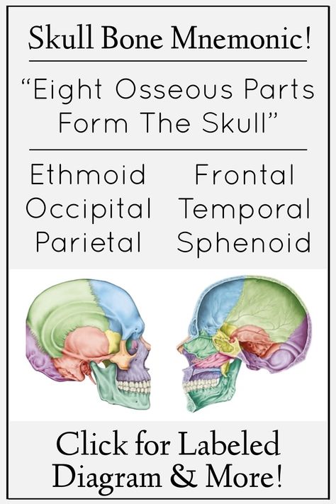 Skull Bones Anatomy Study, Bone Anatomy Drawing, Human Osteology, Ethmoid Bone, Bone Study, Bones Of The Skull, Cranial Bones, Frontal Bone, Occipital Bone