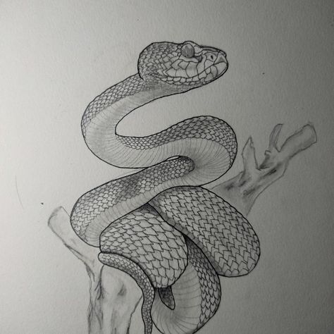 This is by far the trickiest drawing I've ever made Viper Drawing, Viper Tattoo, Viper Snake, Pit Viper, Animal Reference, Reference Pictures, Snake Tattoo, Nature Journal, Cozy Room