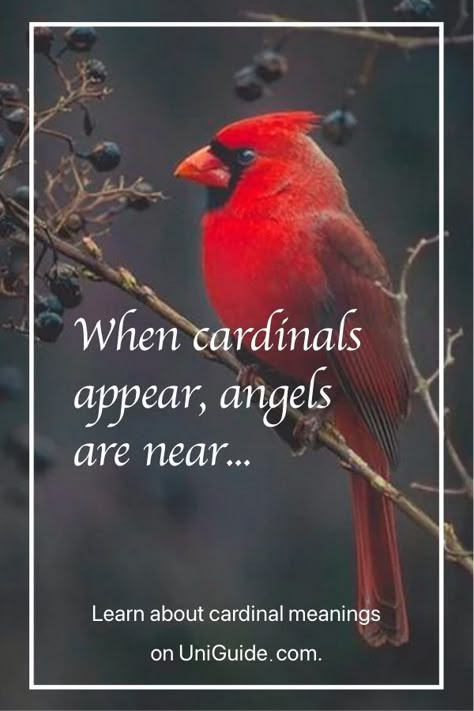 Red Bird Quotes, Cardinal Poems Heavens, Red Cardinal Quotes, Red Bird Meaning, Quotes About Cardinals, Cardinal Meaning Quote, Cardinals Appear When Angels Are Near, Cardinal Quotes Heaven, Cardinals Birds Meaning