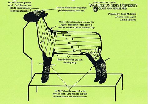 Show Lambs Supplies, Sheep Showmanship, Showing Lambs, Show Lambs, Show Sheep, Livestock Judging, Ag Education, Show Goats, Stream Of Income