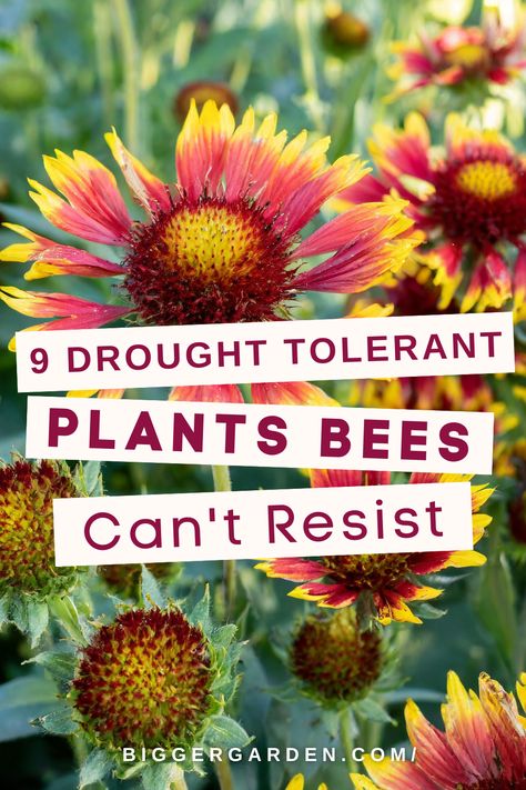 Check out 9 drought-tolerant flowers loved by bees, with plants that attract bees and bee-friendly plants. These are perfect for bee yard ideas, offering water for bees, part shade flowers, and art creative ideas to brighten your bees garden. How To Attract Honey Bees To Your Garden, Bee Attracting Plants, Drought Tolerant Flowers, Texas Pollinator Garden, Water For Bees, How To Attract Pollinators To Your Garden, Bee Yard, Bee Friendly Plants, Importance Of Water