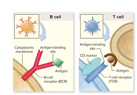 "B cells and T cells have surface receptors that allow them to recognize specific antigens. The CD marker identifies the type of T cell." Surgical Oncology, Tissue Biology, T Cells, Light Science, A Level Biology, Pharmacy School, Medical Laboratory Science, Biomedical Science, Biology Lessons