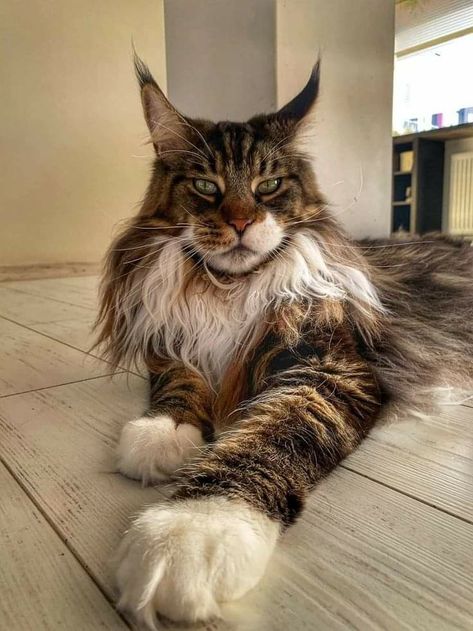 Mainecoon Cat Aesthetic, Mancoon Cat, Mancoon Cats, Bicolor Ragdoll, Aesthetic Cat Tattoo, Maine Cooney Cats, Blue Point Ragdoll, Ragdoll Cat Colors, Black Cat Breeds