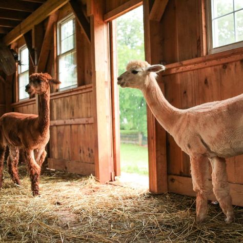 alpacas standing in barn Alpaca Farm Layout, Alpaca Barn Ideas, Alpaca Pen Ideas, Alpaca Shelter, Alpaca House, Dog Friendly Flooring, Textile Animals, Farm Sheep, Houses Exterior