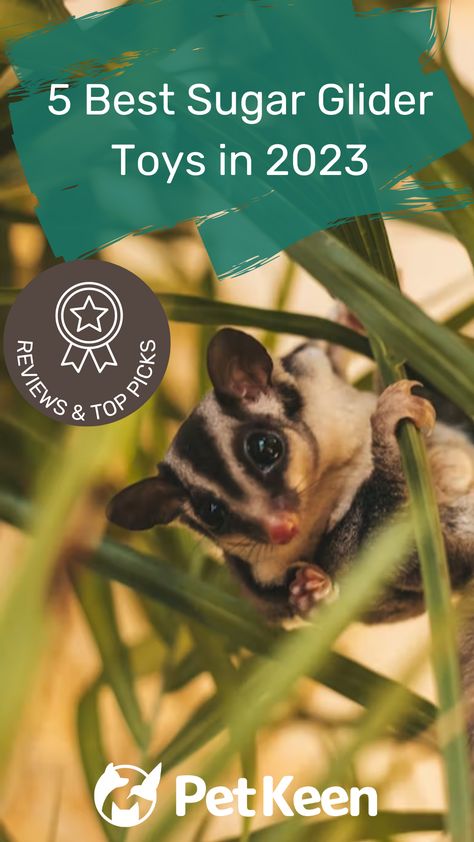 There are a ton of toys for Sugar Gliders available on the market, and the wide variety available to choose from can quickly become confusing. That’s why we created this guide of the best sugar glider toys that we could find, to help you choose the right toys for your pet’s unique needs. Let’s get started! - read more... #petkeen #bestsugarglidertoys #pettoys #sugargliderpet #smallpets Sugar Glider Pet, Sugar Glider Toys, Unique Creatures, Sugar Gliders, Sugar Glider, Choose The Right, Small Pets, Pet Toys, Get Started