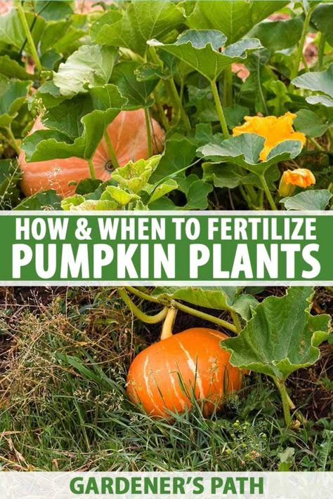 When To Fertilize Vegetable Garden, Growing Pumpkins In Containers, Pumpkin Fertilizer, Preserving Squash, Pumpkin Garden Ideas, Backyard Pumpkin Patch, When To Harvest Pumpkins, Pumpkin Gardening, Plant Pumpkins