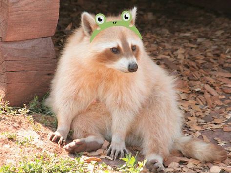 cinnamon raccoon wearing a froggi hat woah 😳 Cinnamon Raccoon, Blonde Raccoon, Albino Raccoon, Trash Panda, Suit Of Armor, Birthday Hat, Racoon, Inner Child, Cute Drawings