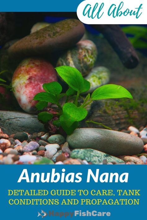 photo of a Anubias Nana plant Aquatic Plant, Home Aquarium, Aquarium Plants, Fish Care, Perfect Plants, Aquatic Plants, Planted Aquarium, Fire Pits, Aquariums