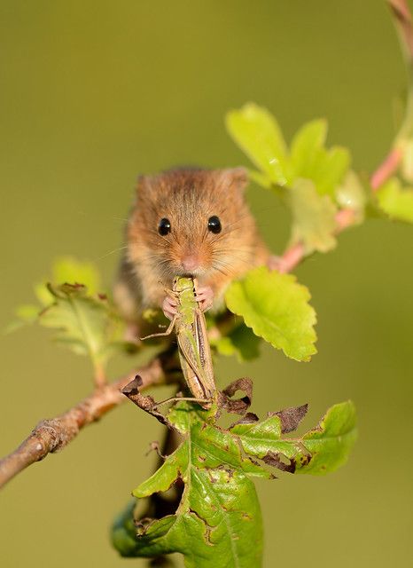 Harvest Mouse | Captive subject | Ben Andrew | Flickr Mouse Aesthetic, Harvest Mice, Harvest Mouse, Field Mouse, Earthy Aesthetic, Pet Mice, Mouse Rat, All Birds, Rodents