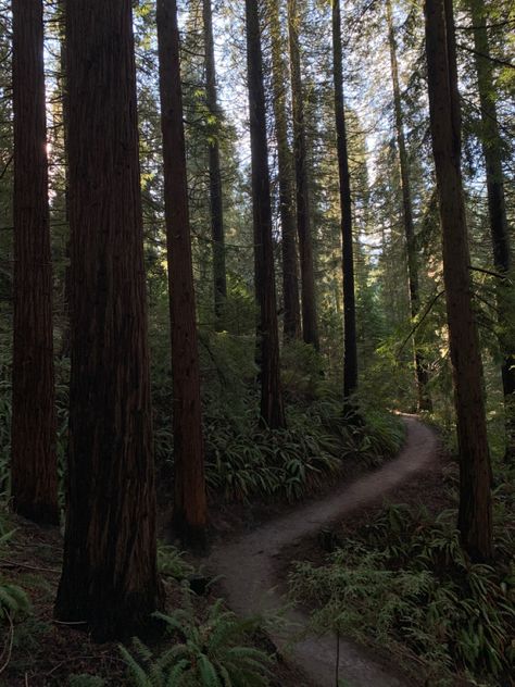 Pnw Camping Aesthetic, Oregon Forest Aesthetic, Oregon Astethic, Mystery Of Love Aesthetic, Portland Forest, Portland Oregon Aesthetic, Portland Aesthetic, Vancouver Forest, Woodsy Aesthetic