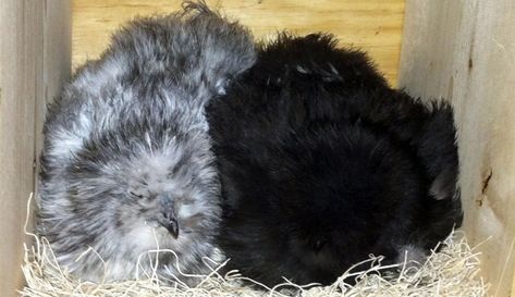 Sapphire Splash Chicken, Splash Chicken, Silkie Chickens Colors, Chicken Egg Colors, Bantam Chicken Breeds, Chicken Feathers, Poultry Farming, Bantam Chickens, Black Chickens