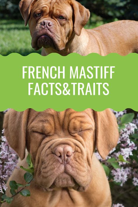 Dogue de Bordeaux is originally from France. This giant dog is also known as Bordeaux Mastiff or French Mastiff. Furthermore, they are known for loving humans. They are calm and great guard dogs. But, are they the right dog breed for you? Read on and discover everything there is to know about this gentle giant. #dogbreeds #dog #dogs #frenchmastiff #doguedebordeaux French Mastiff Puppies, French Mastiff Dog, Bull Mastiff Dogs, Mastiff Dog Breeds, Guard Dog Breeds, Bordeaux Dog, Mastiff Breeds, French Mastiff, Mastiff Puppies