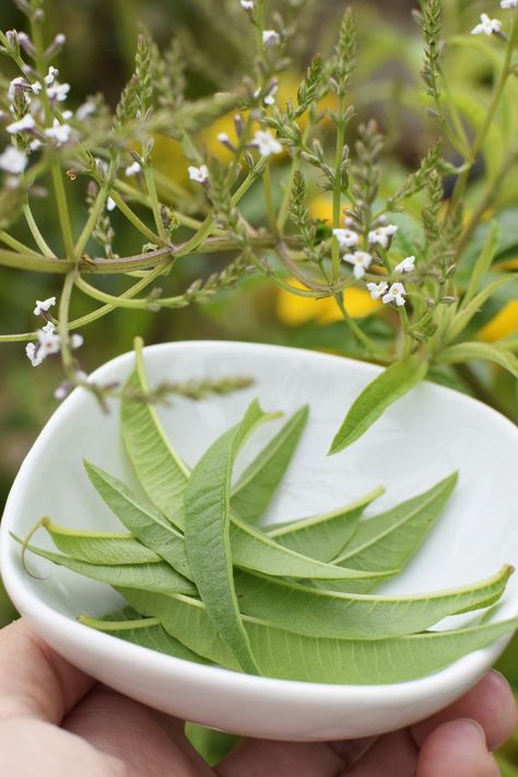 Lemon Verbena Plant, Verbena Plant, Sunny Landscape, Late Summer Flowers, Lemon Scent, White Flies, 5 Senses, Cottage Gardens, Lemon Verbena