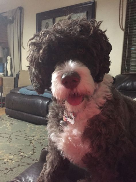 Gracie Lou Freebush, Portuguese Water Dog, Water Dog, Dogs, Animals