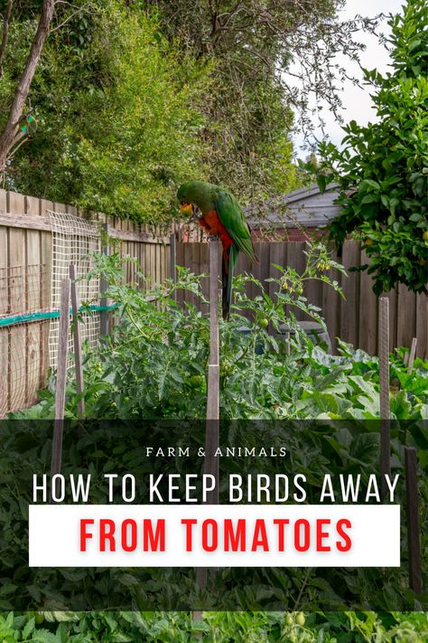 Garden Bird Deterrent, Keeping Birds Out Of Garden, Keep Birds Out Of Garden, Farm Crops, Tomato Stakes, Healthy Harvest, Bird Deterrents, Tomato Farming, Cucumber Plant