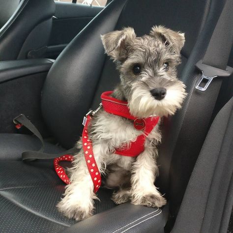 Schnauzer Grooming, Mini Schnauzer Puppies, Schnauzer Puppies, Mini Schnauzers, Miniature Schnauzer Puppies, Miniature Schnauzers, Schnauzer Puppy, Popular Dog Breeds, Schnauzer Dogs