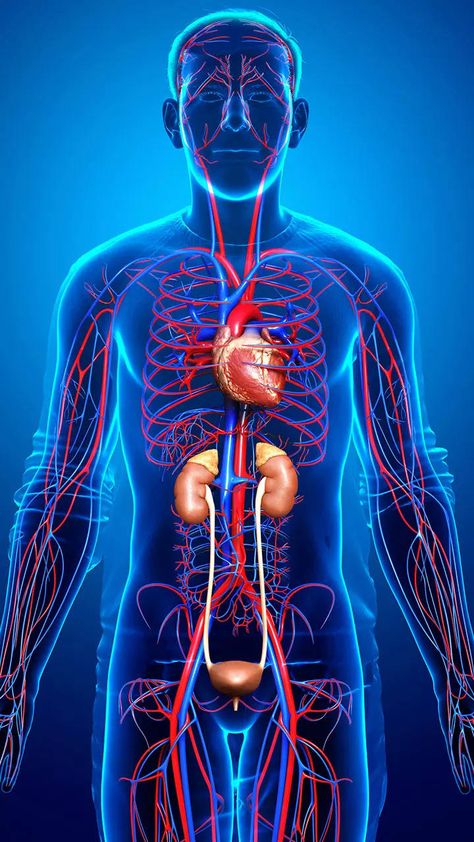 Heart Catheterization, Hospital Logo, Lowering Ldl, Urinary System, Lower Ldl Cholesterol, Increase Circulation, Summer Health, Normal Blood Pressure, Medical Anatomy