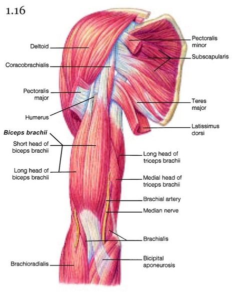 Muscles of the Arm The muscles of the arm move the forearm.  Biceps brachii  is a muscle of the proximal anterior arm ( Fig.1.16 )  that is ... Muscles Of The Arm, Upper Limb Anatomy, Nervous System Anatomy, Arm Anatomy, Human Heart Anatomy, Human Muscle Anatomy, Biceps Brachii, Median Nerve, Nurse Study Notes