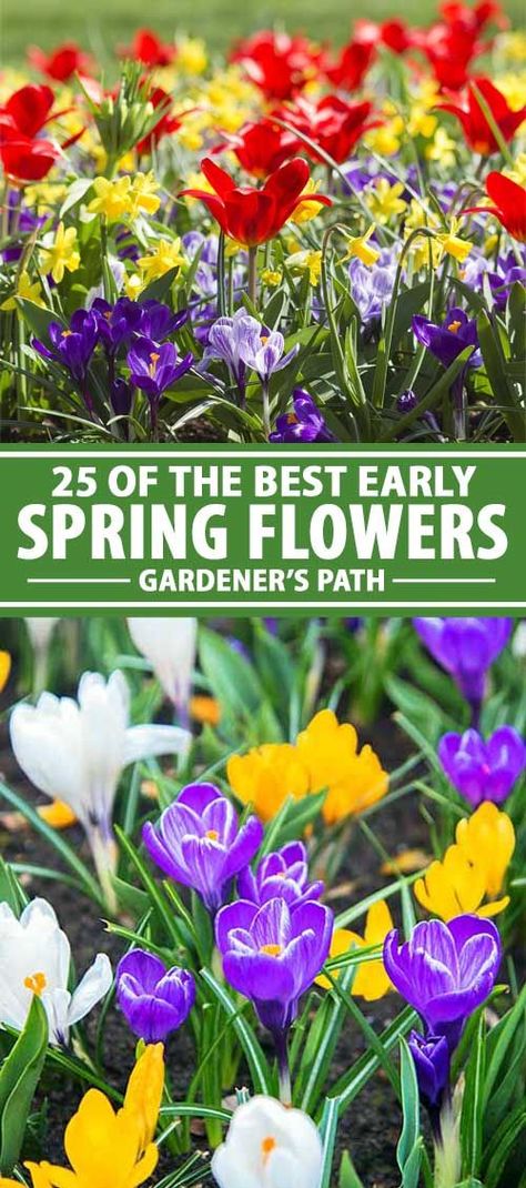 Spring Blooming Flowers, Spring Perennials, Creative Garden Decor, Early Spring Flowers, Garden Border, Cottage Garden Design, Spring Flowering Bulbs, Garden Shrubs, Garden Bulbs