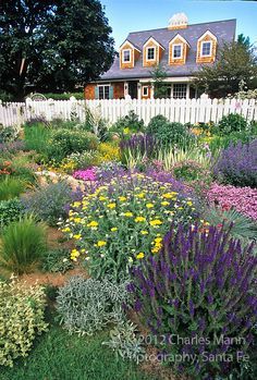 Colorado Xeriscape, Denver Garden, Waterwise Landscaping, Xeriscape Landscaping, Water Wise Landscaping, Drought Tolerant Perennials, Ground Covers, Dry Garden, Pollinator Garden