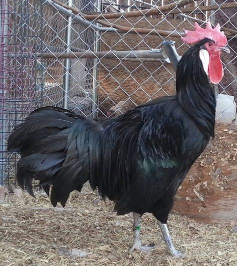 Minorca thread! | Page 64 | BackYard Chickens Ayam Cemani Chicken, Cemani Chicken, Black Australorp, Ayam Cemani, Surprise Eggs Toys, Hatching Chickens, Black Chicks, Hatching Eggs, Surprise Egg