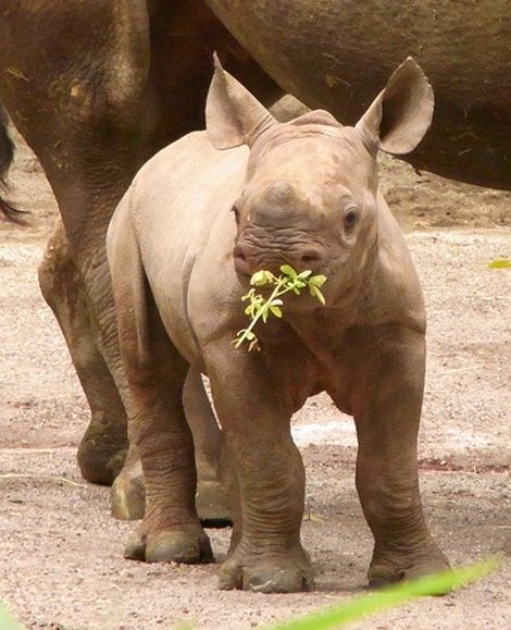 Baby White Rhino Animal | baby animals Baby Rhino, Baby Animals, Photography, Animals