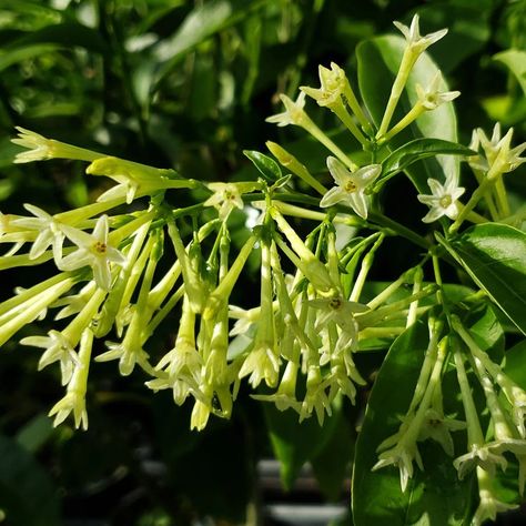 Cestrum Nocturnum, Large Garden Pots, Night Blooming Jasmine, Flowering Shrubs, Sweet Fragrances, Heat Pack, All Plants, Live Plants, Hedges