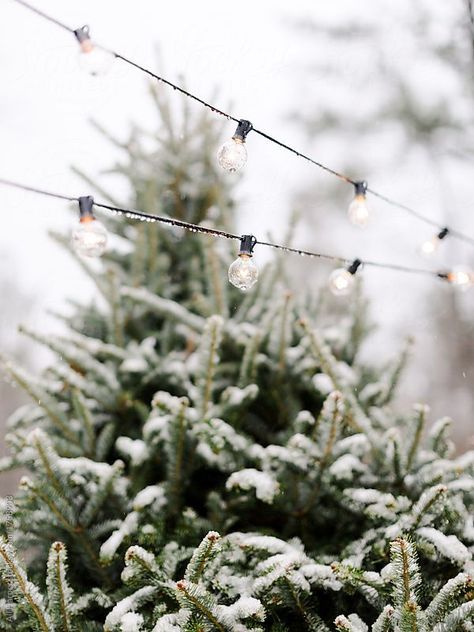 Christmas Tree Farm Aesthetic, White Christmas Aesthetic, Snow Covered Christmas Trees, Winter Love, Christmas Inspo, Winter Vibes, Christmas Markets, Minimalist Christmas, Winter Magic