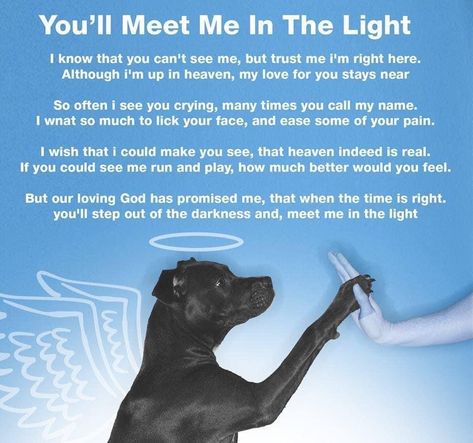 Dog Going To Heaven, Do Dogs Go To Heaven, Losing A Dog Quotes, Pet Passing, I Wish You Enough, Going To Heaven, Dogs Go To Heaven, Pet Bereavement Gifts, Letter From Heaven